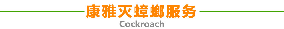 康雅滅蟑螂服務