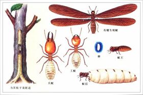 白蟻侵入室內途徑