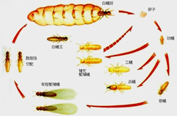 白蟻即將進(jìn)入“分飛”季節(jié) 專(zhuān)家來(lái)支招