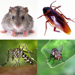 全國愛衛(wèi)辦、衛(wèi)生部聯(lián)合頒發(fā)《病媒生物預(yù)防控制管理規(guī)定》