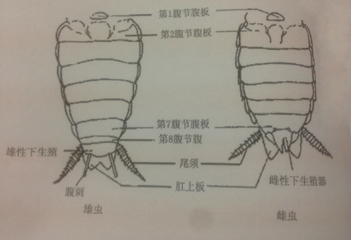 蟑螂的形態(tài)特征