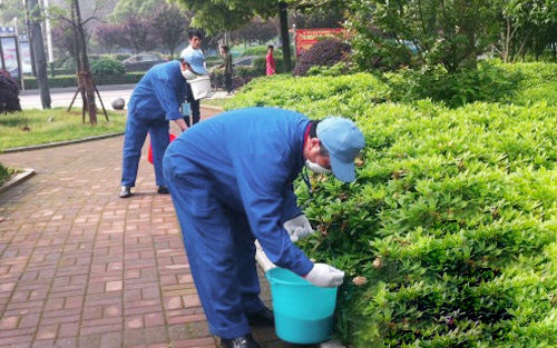 老鼠防治之化學(xué)防治