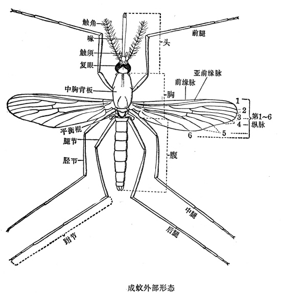 蚊子的形態(tài)特征