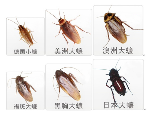 蟑螂的生態習性