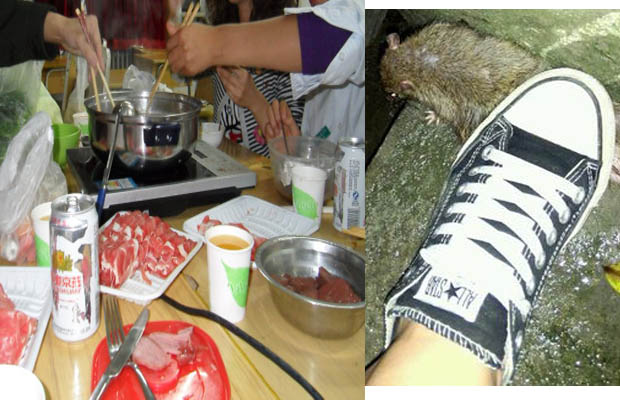 餐廳不滅鼠，顧客被鼠咬,老鼠危害,廣州滅鼠