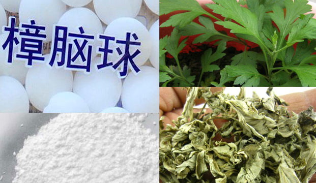 滅跳蚤偏方：艾草和樟腦丸|滅跳蚤|專業(yè)滅跳蚤