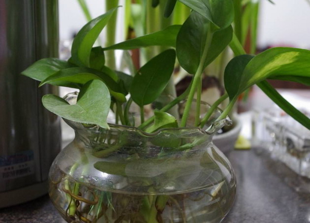 蚊子繁殖高峰期，環境清理很重要|蚊子防治|專業蚊子防治
