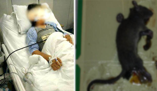 危險！老鼠引起出血熱 |滅鼠|流行性出血熱|廣州專業滅鼠