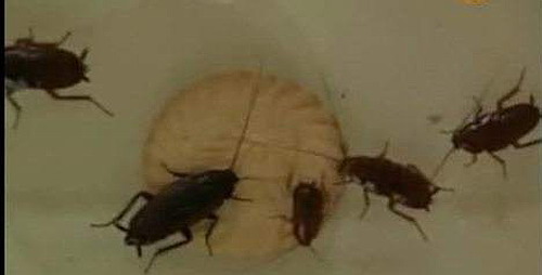 經常腸胃不適，可能是蟑螂鬧的|滅蟑螂|殺蟲公司|廣州滅蟑