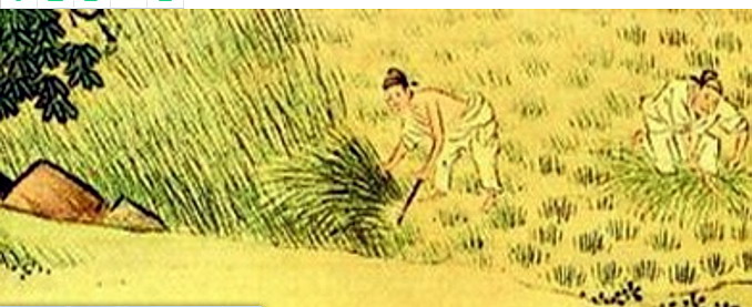 古代農(nóng)作物如何滅蟲、防蟲|防治害蟲|殺蟲|滅蟲|防蟲