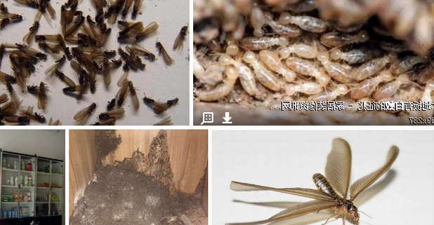  高溫來襲，白蟻高發地需注意|滅白蟻|白蟻防治|白蟻預防