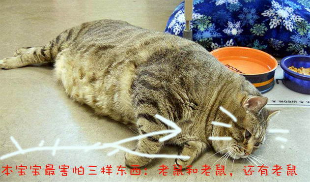 為什么現(xiàn)在的貓不會滅鼠|滅鼠|廣州滅鼠
