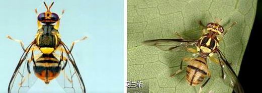  擬態為蜂類的蟲子-實蠅|康雅殺蟲|廣州殺蟲