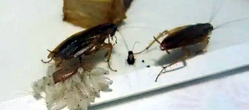 廣州滅蟑公司