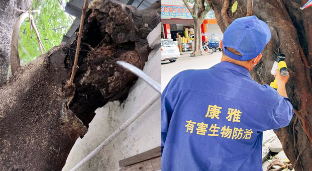 廣州白蟻防治