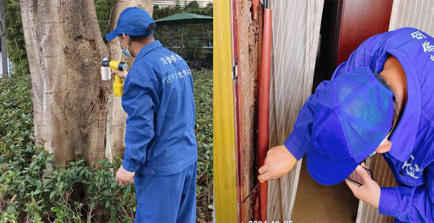 廣州白蟻防治服務